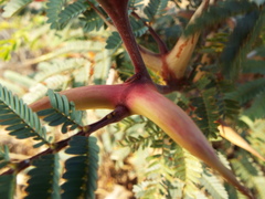 Vachellia cornigera