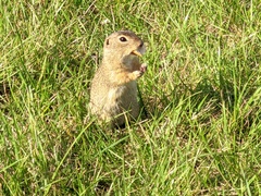 Spermophilus citellus