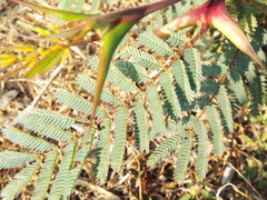 Vachellia cornigera