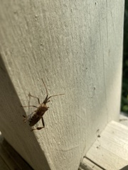 Leptoglossus oppositus