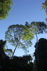 Koompassia excelsa