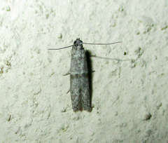 Cadra cautella