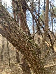 Acer negundo