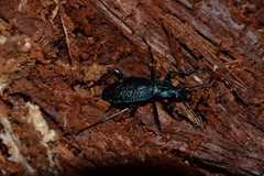 Carabus intricatus