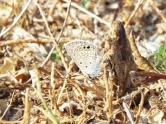 Hemiargus ceraunus astenidas