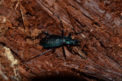 Carabus intricatus