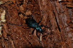 Carabus intricatus