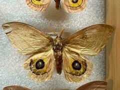 Automeris cecrops pamina