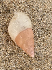 Limicolaria flammea