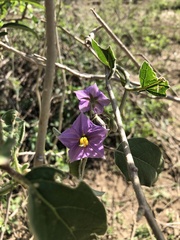 Solanum campylacanthum