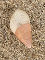 Limicolaria flammea