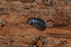 Armadillidium pictum