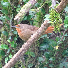 Phacellodomus erythrophthalmus