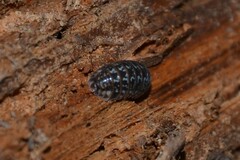 Armadillidium pictum