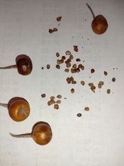 Solanum elaeagnifolium