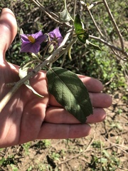 Solanum campylacanthum