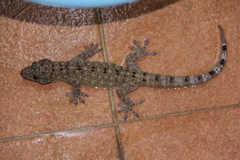 Gekko monarchus