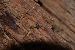 Armadillidium pictum