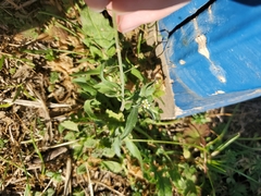 Sisymbrium officinale