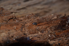 Armadillidium pictum