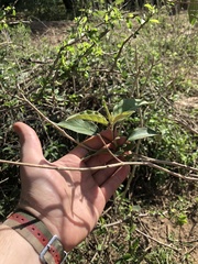 Solanum campylacanthum