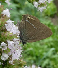 Satyrium spini