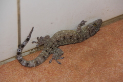 Gekko monarchus