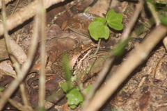Ptychadena anchietae