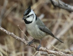 Baeolophus wollweberi