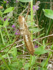 Anax imperator