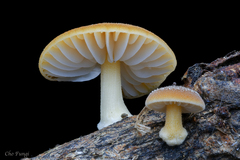 Cyptotrama glabra
