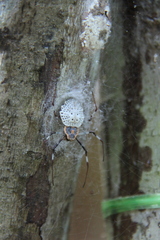 Herennia multipuncta