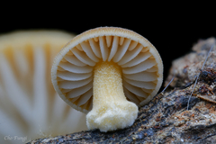 Cyptotrama glabra