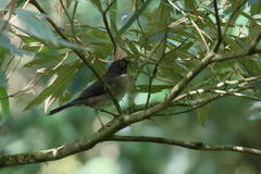 Turdus assimilis