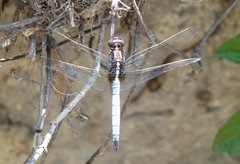 Orthetrum glaucum