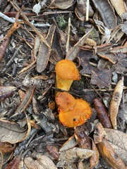 Omphalotus subilludens