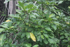 Afrocanthium