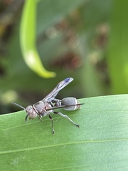 Ropalidia aethiopica