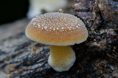 Cyptotrama glabra