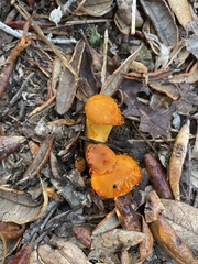 Omphalotus subilludens