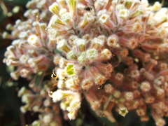 Salpianthus arenarius