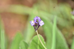 Linaria amethystea
