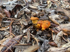 Omphalotus subilludens