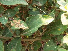 Salpianthus arenarius