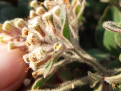 Salpianthus arenarius