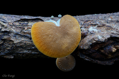 Cyptotrama glabra