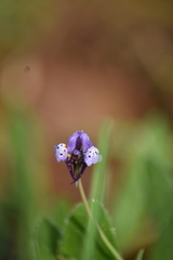 Linaria amethystea