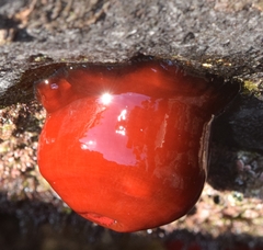 Actinia mediterranea