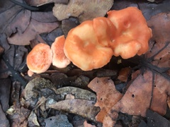 Cantharellus coccolobae