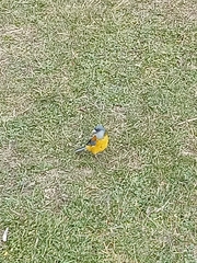 Phrygilus patagonicus